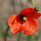 Klatschmohn