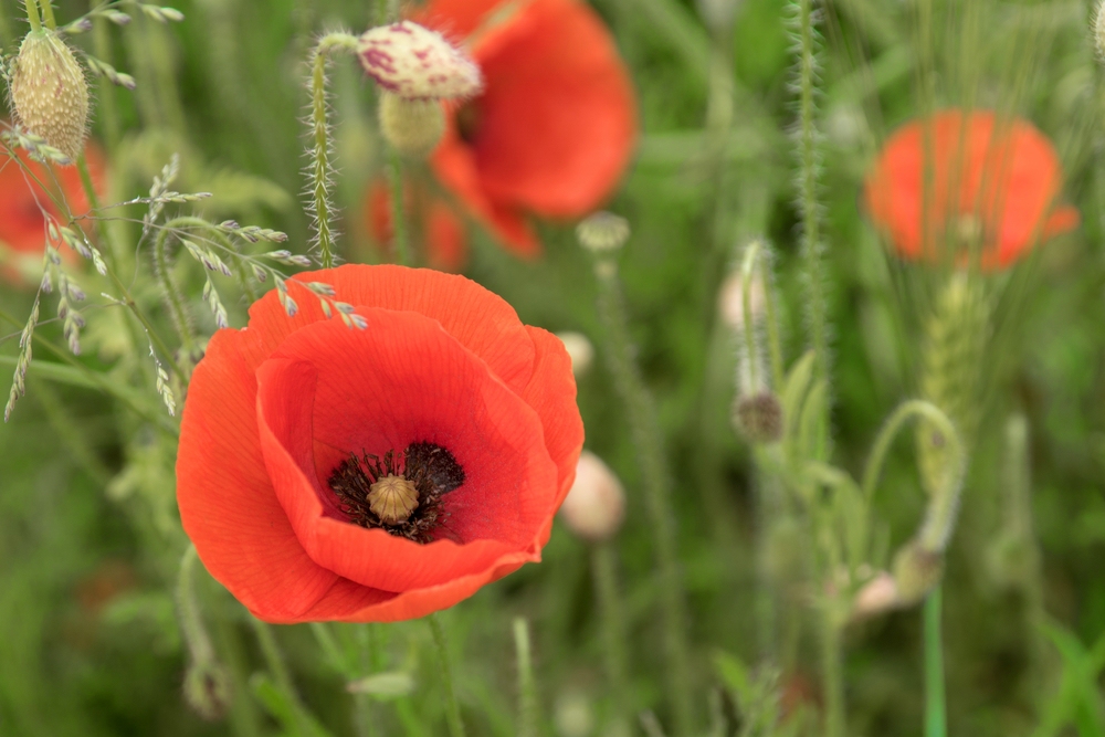 Klatschmohn 04