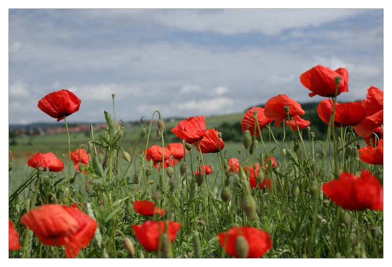 Klatschmohn