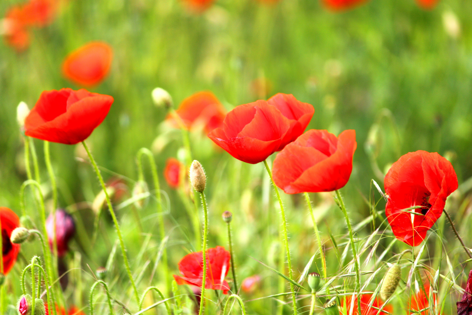 Klatschmohn