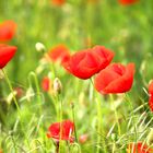 Klatschmohn