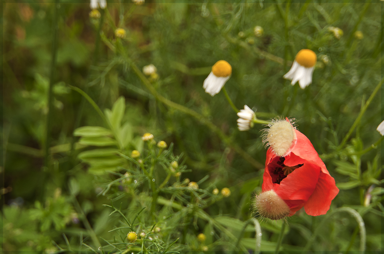 *** Klatschmohn ***