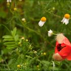 *** Klatschmohn ***