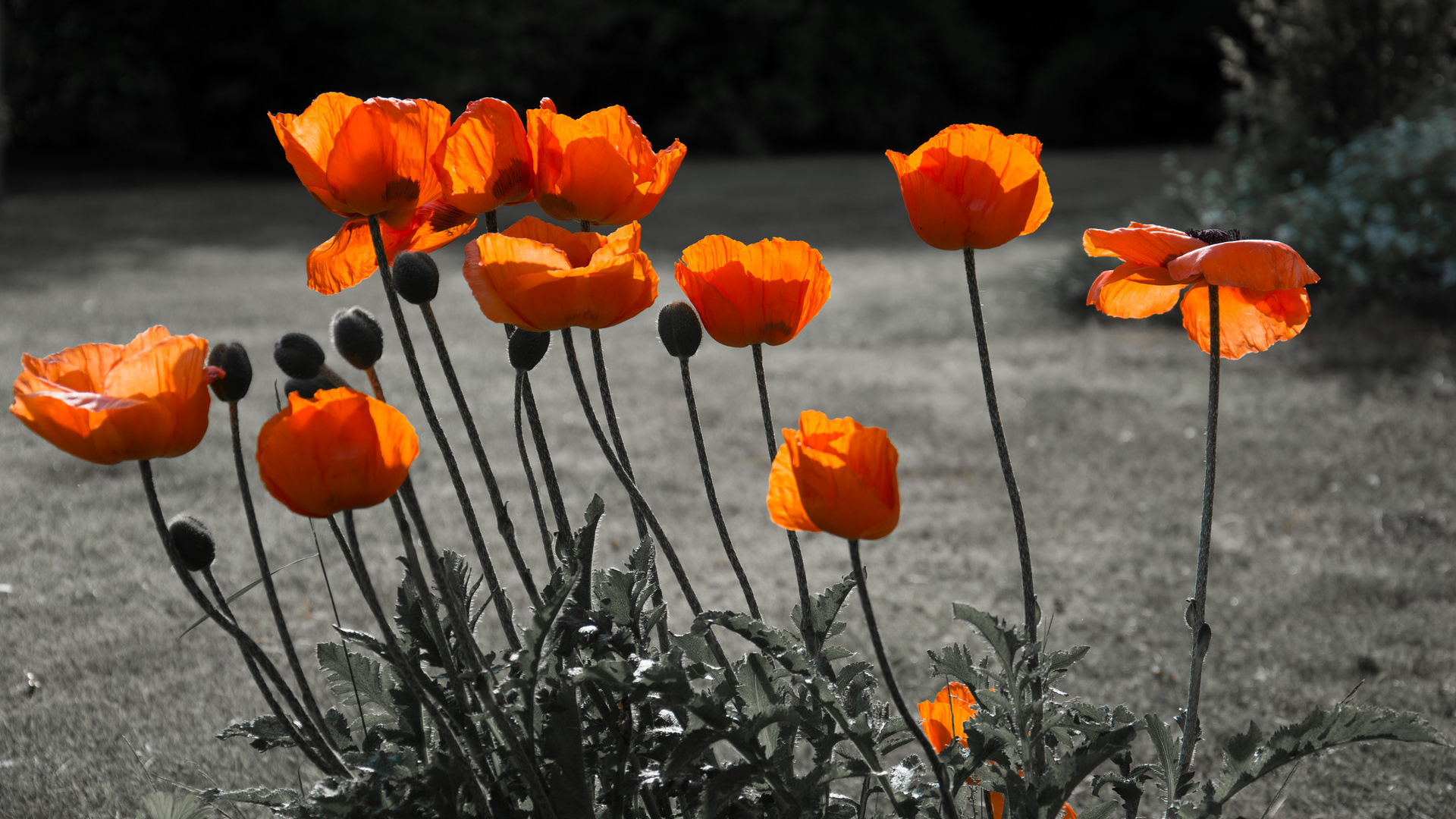 Klatschmohn