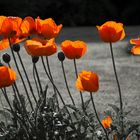 Klatschmohn