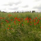 Klatschmohn