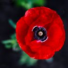 Klatschmohn