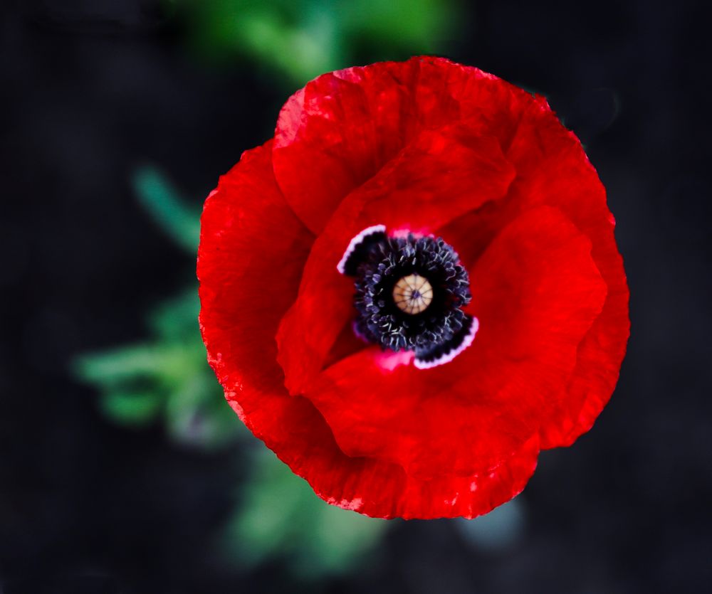 Klatschmohn