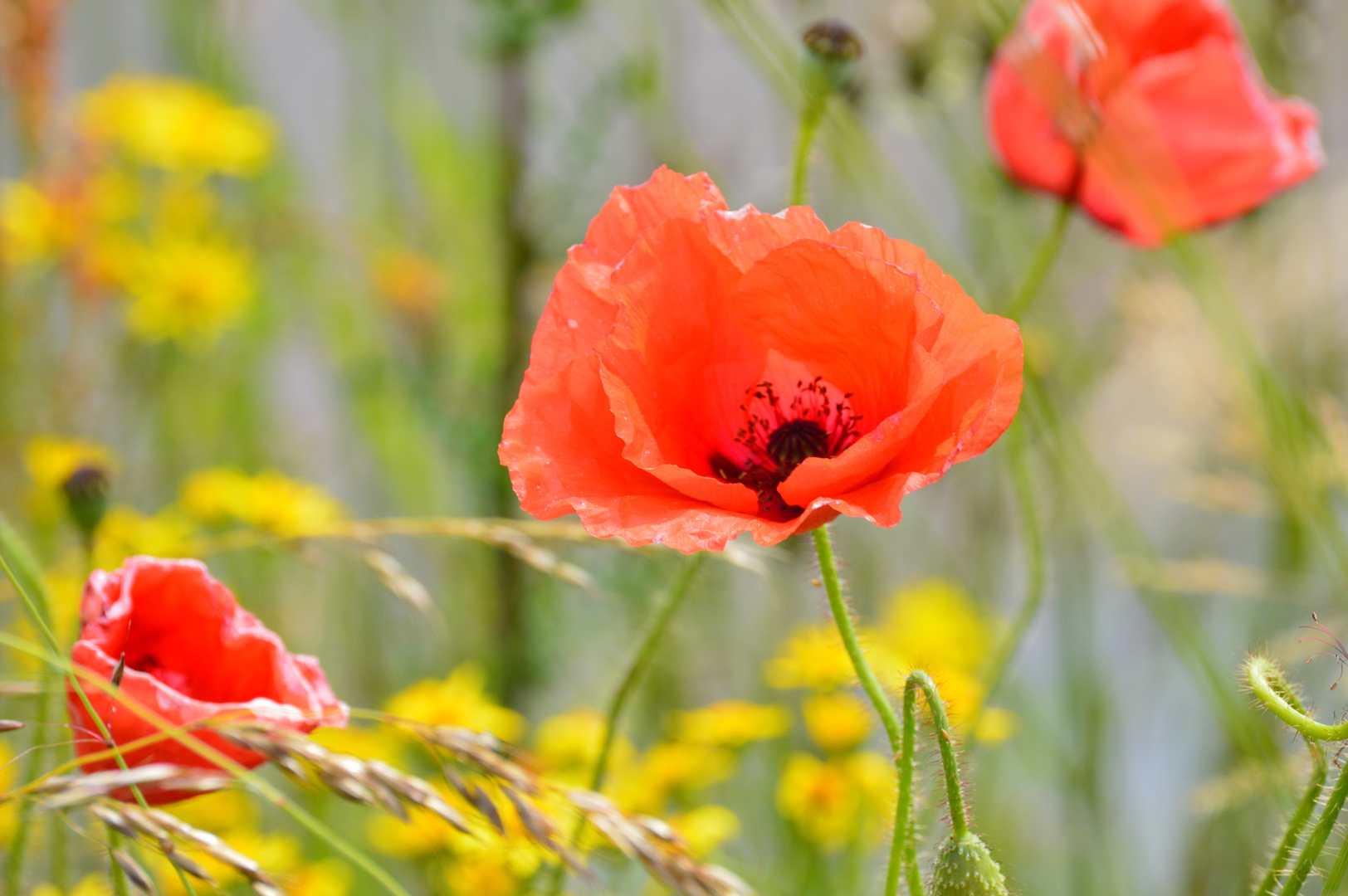 Klatschmohn