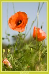 Klatschmohn