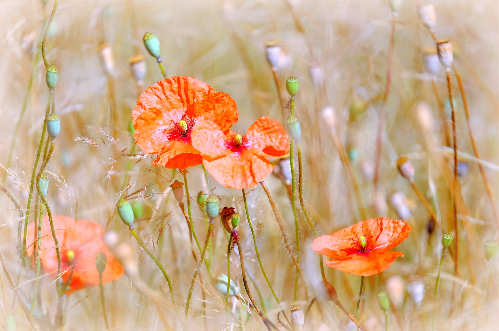 Klatschmohn