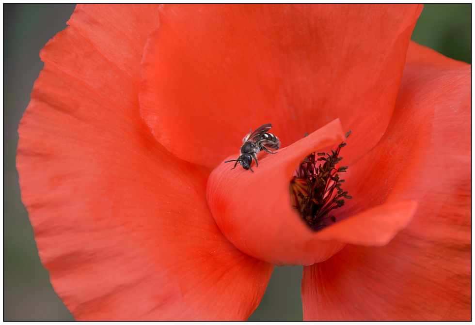 Klatschmohn -