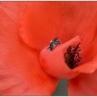 Klatschmohn -