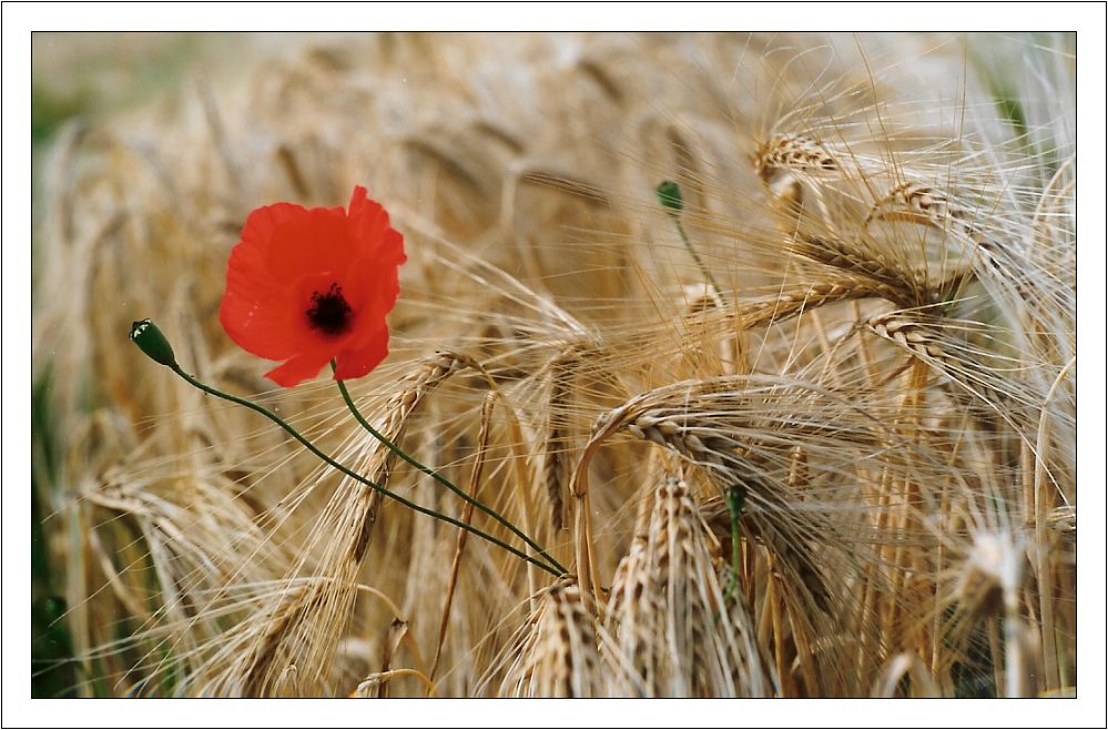 Klatschmohn