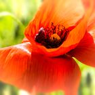 Klatschmohn