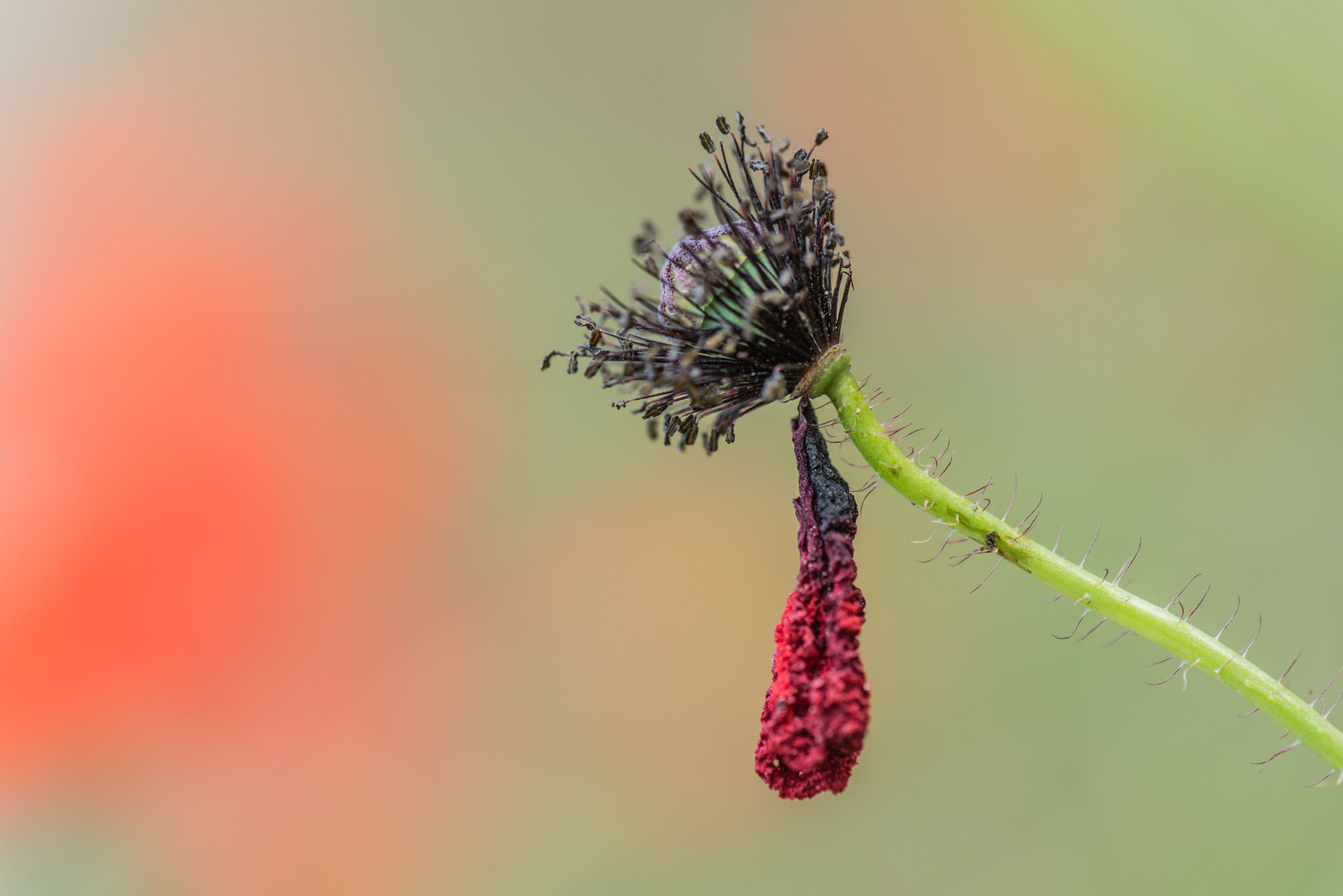 Klatschmohn