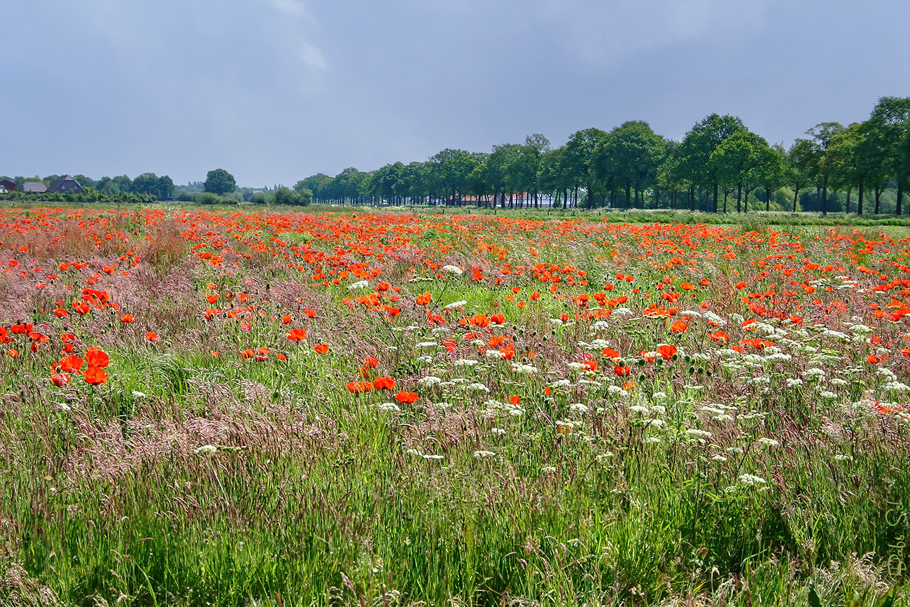 Klatschmohn...