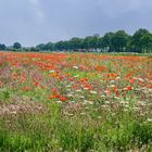 Klatschmohn...