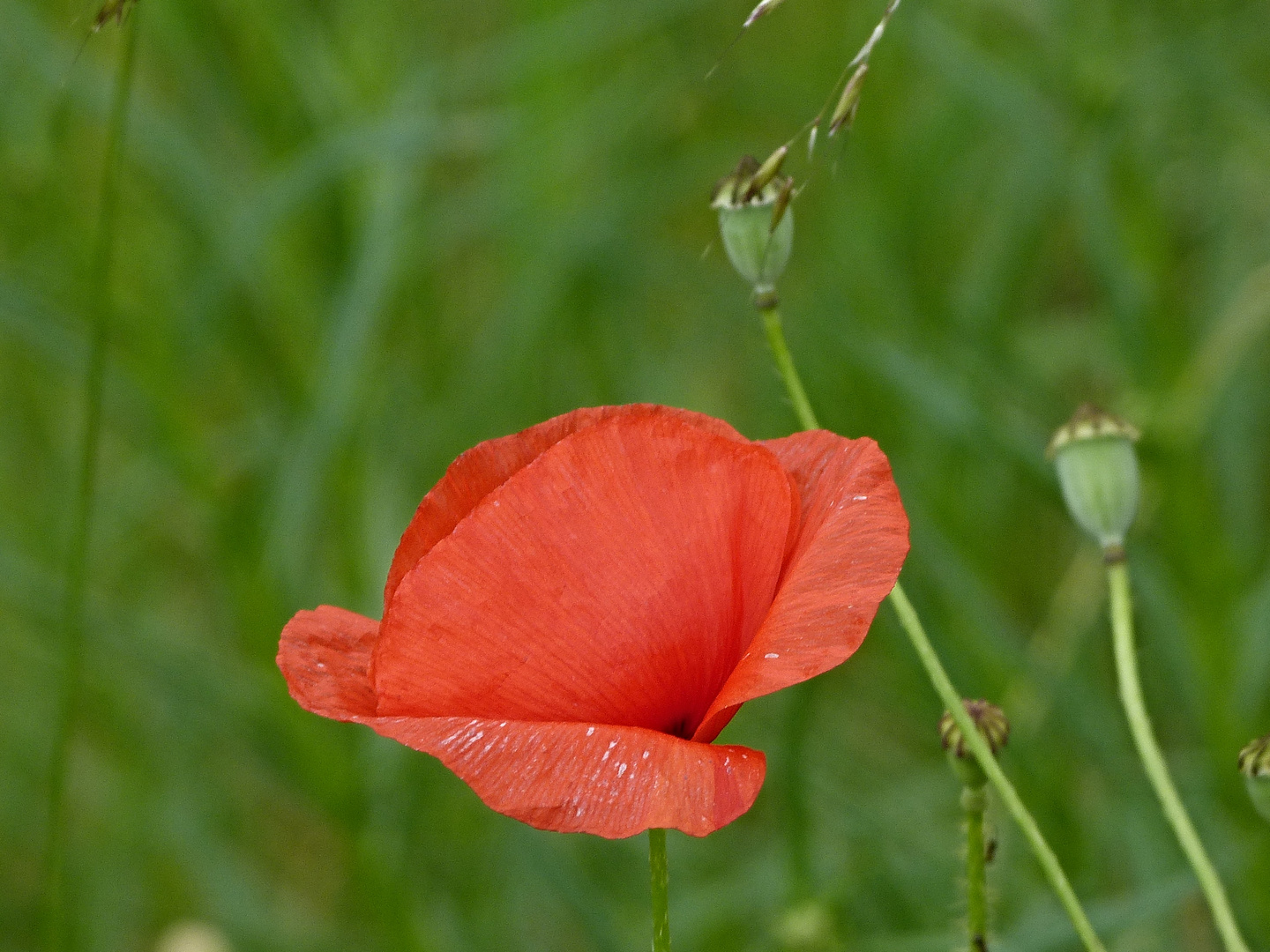 Klatschmohn