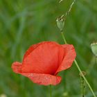 Klatschmohn