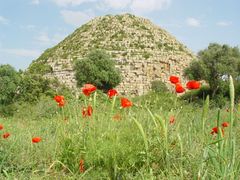 Klatschmohn