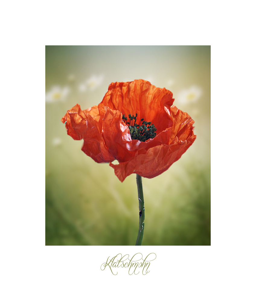 Klatschmohn 