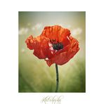 Klatschmohn 