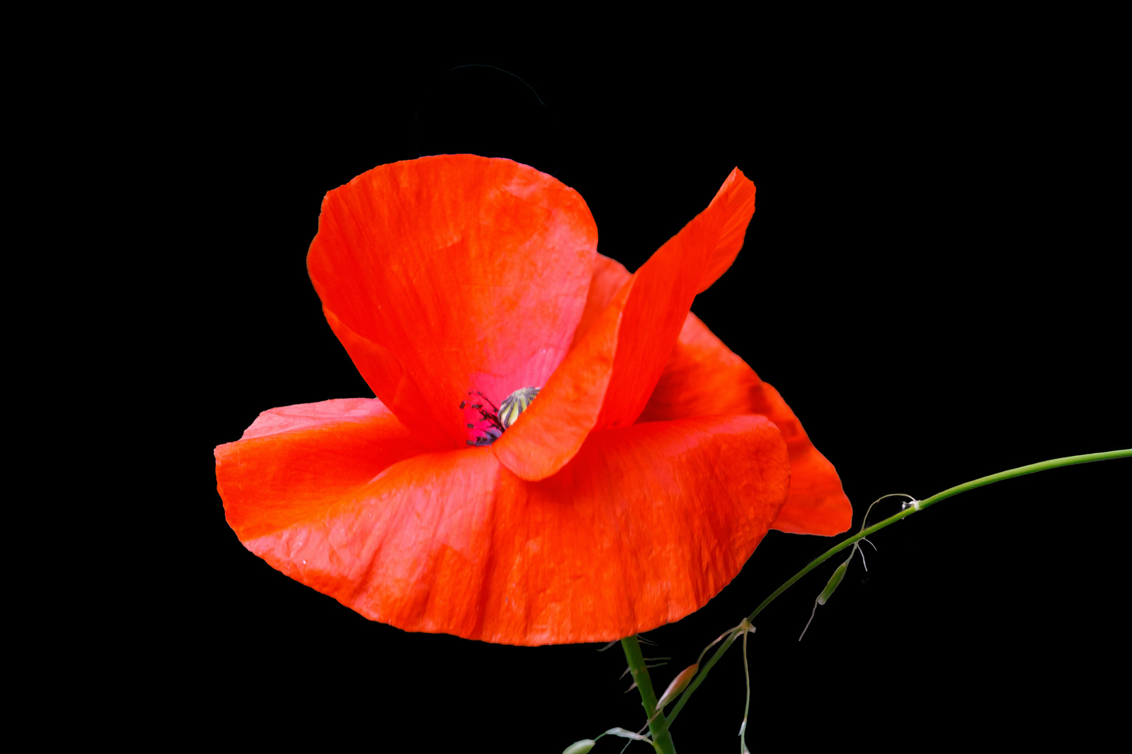 Klatschmohn