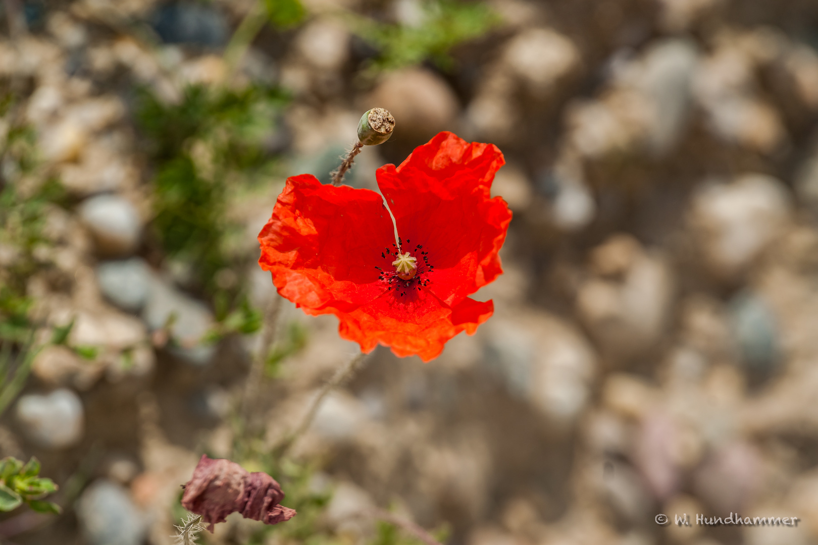 Klatschmohn...