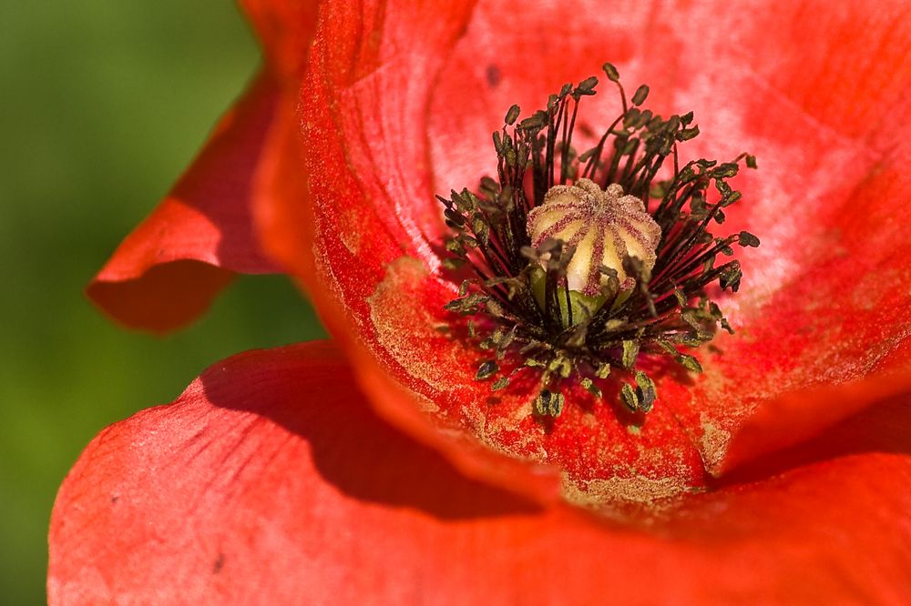 Klatschmohn