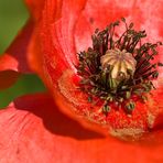 Klatschmohn