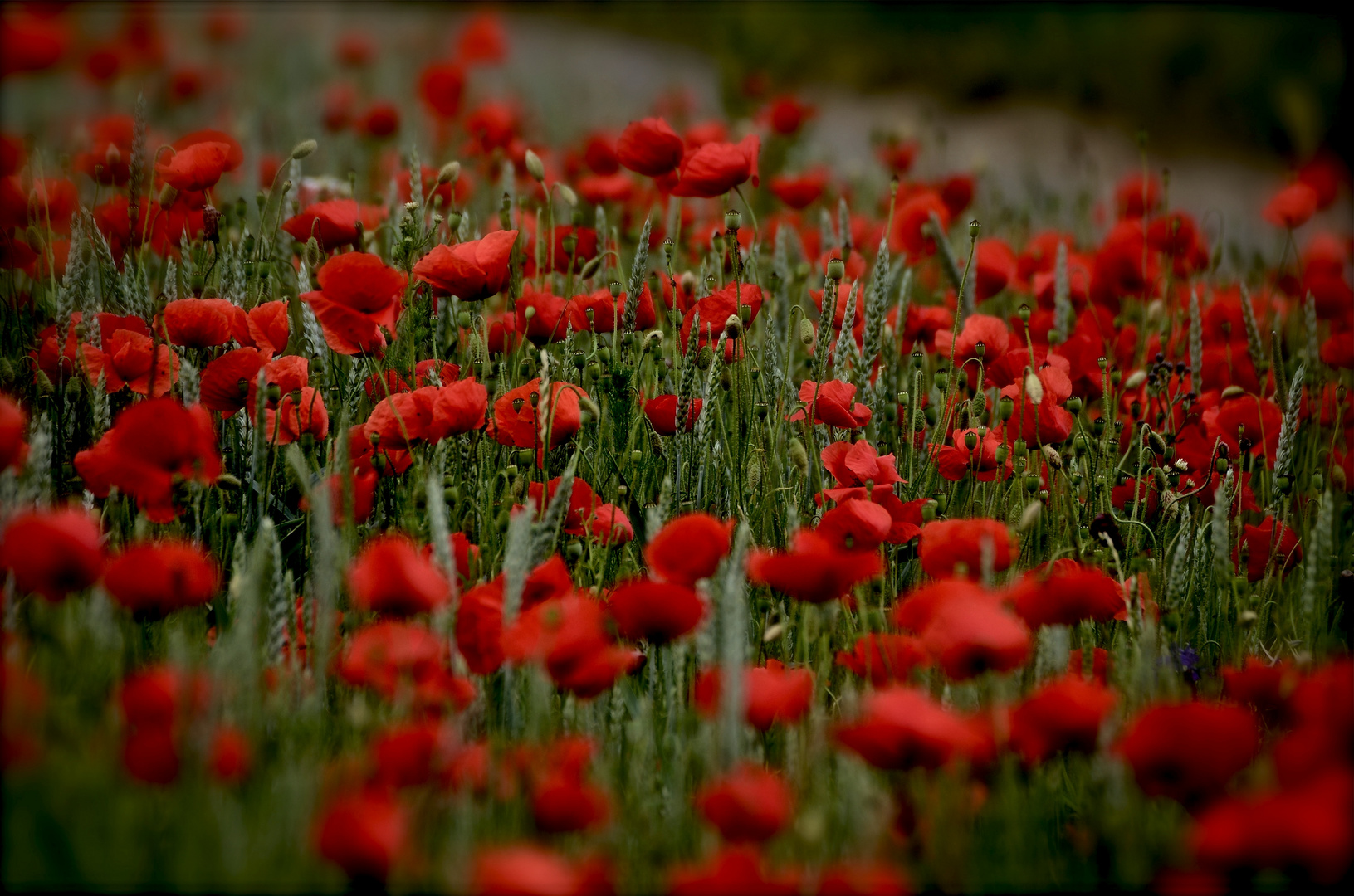 Klatschmohn