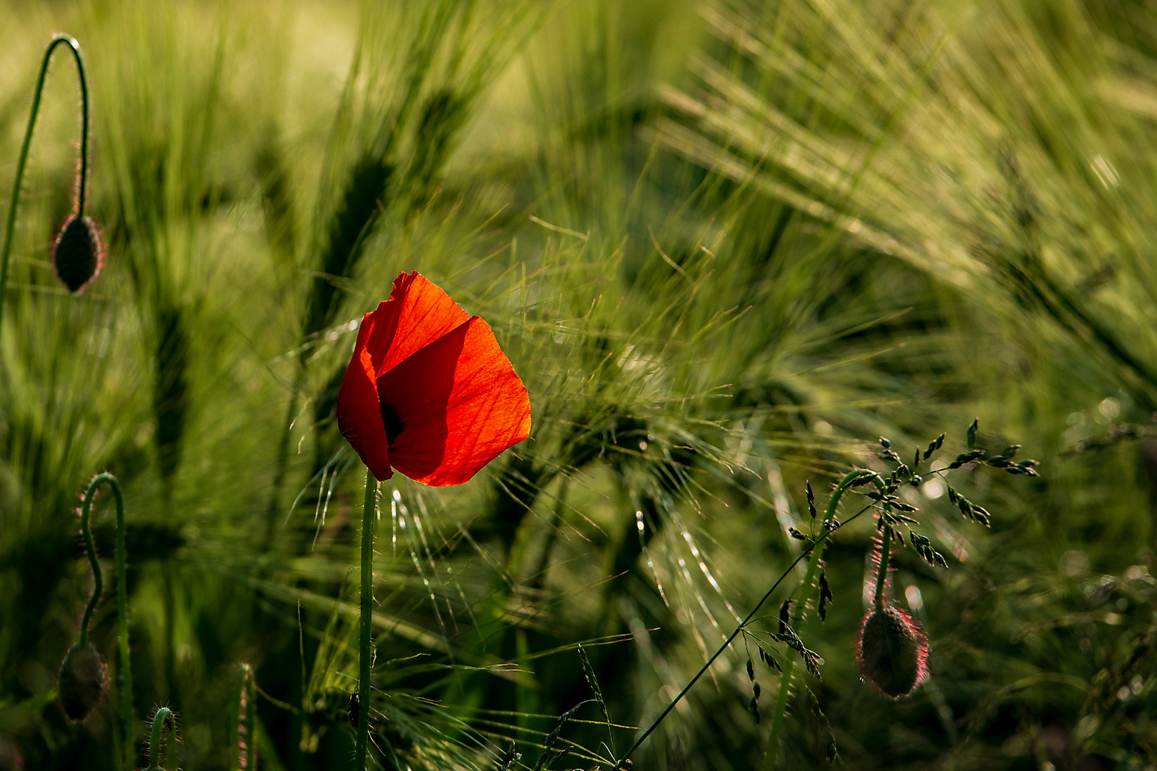 Klatschmohn