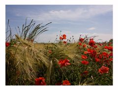 Klatschmohn 1