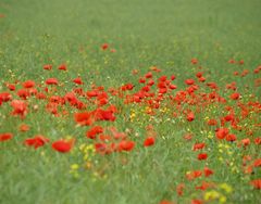 Klatschmohn 1