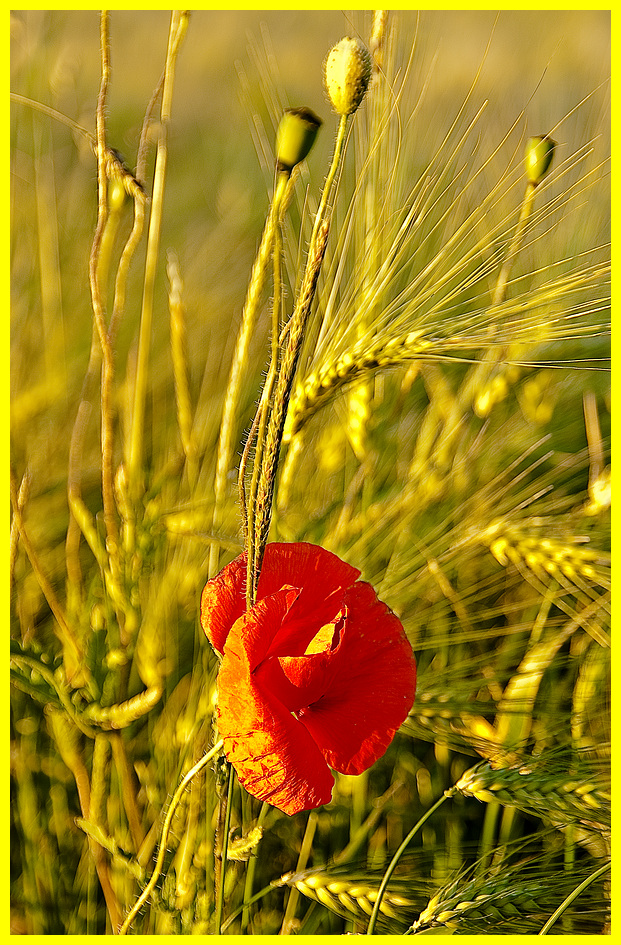 Klatschmohn 1