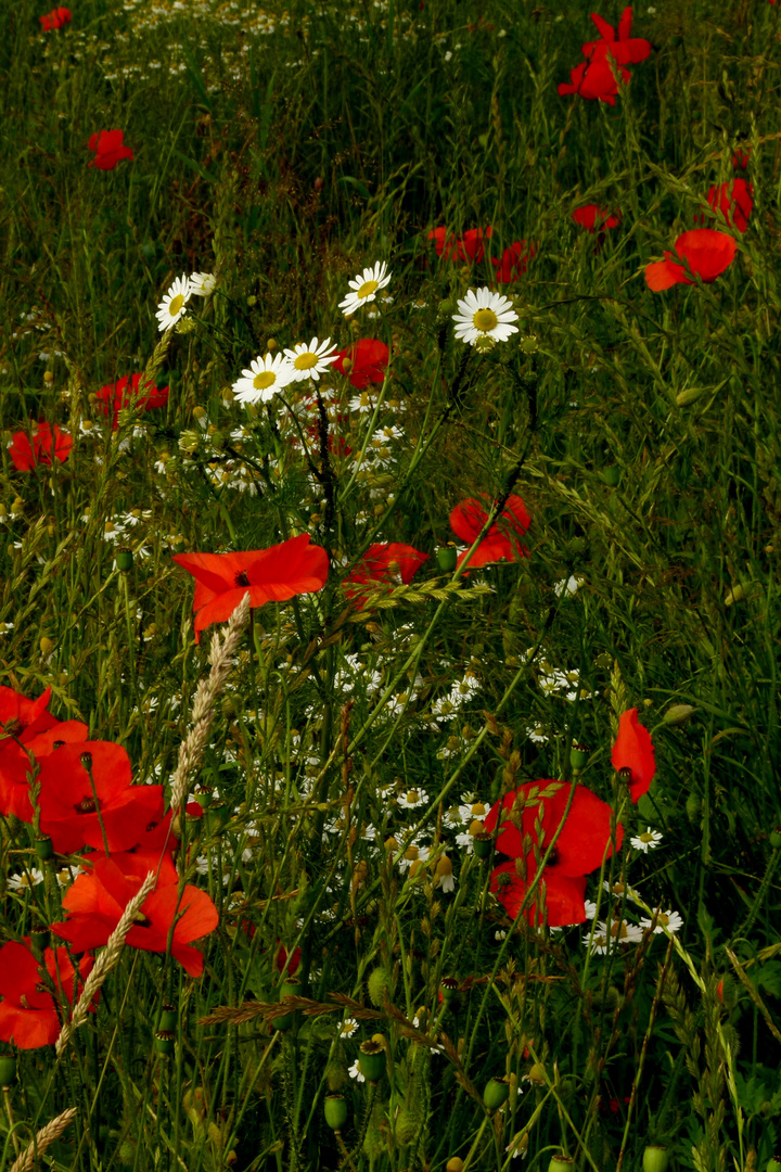 Klatschmohn 1