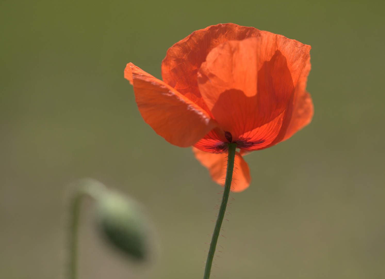 Klatschmohn