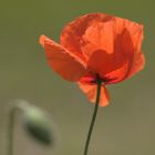 Klatschmohn