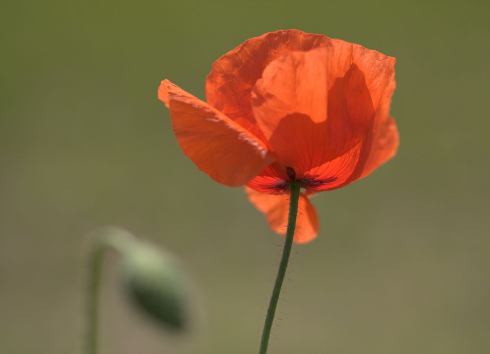 Klatschmohn