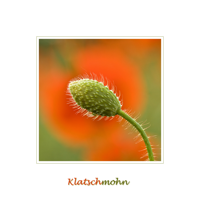 Klatschmohn