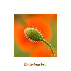 Klatschmohn