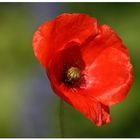 Klatschmohn....