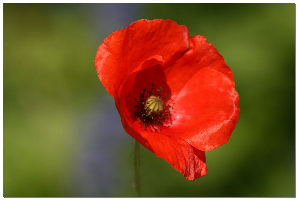 Klatschmohn....