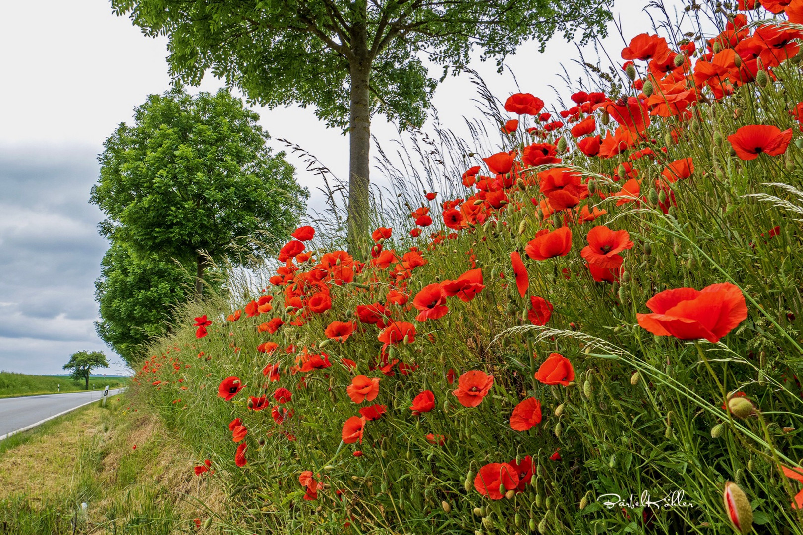 Klatschmohn