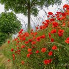 Klatschmohn