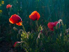 Klatschmohn