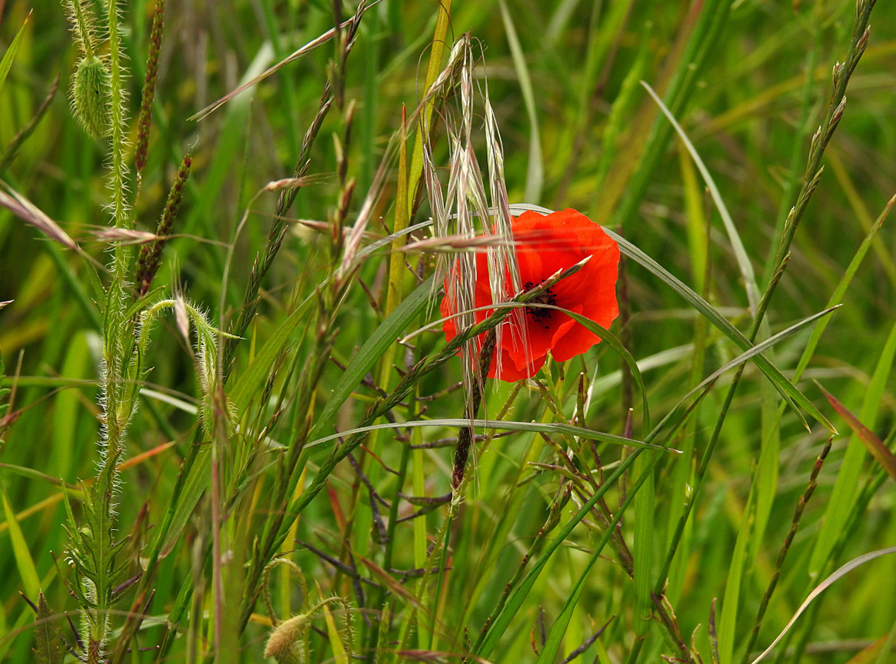 Klatschmohn (13)