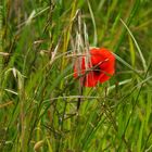 Klatschmohn (13)