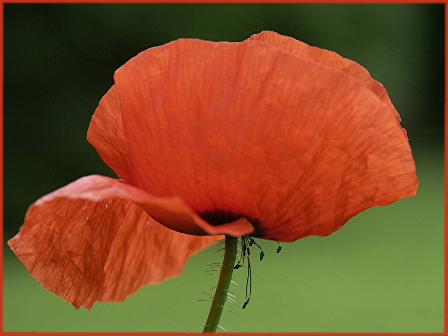 Klatschmohn